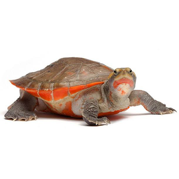 Red-bellied Short-necked Turtle
