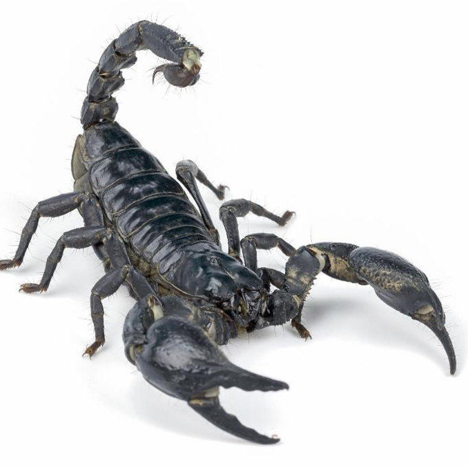 Scorpion