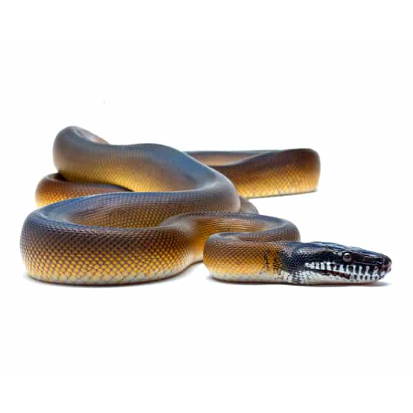 White-lipped Python